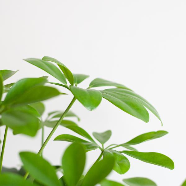 Schefflera Araba Nora con Viber bianco - 70cm - Ø21