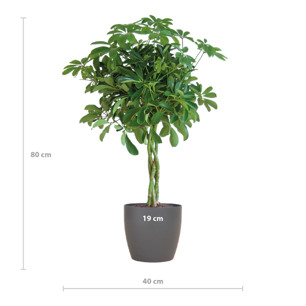 Schefflera Arab Nora con Viber grigio - 70cm - Ø21