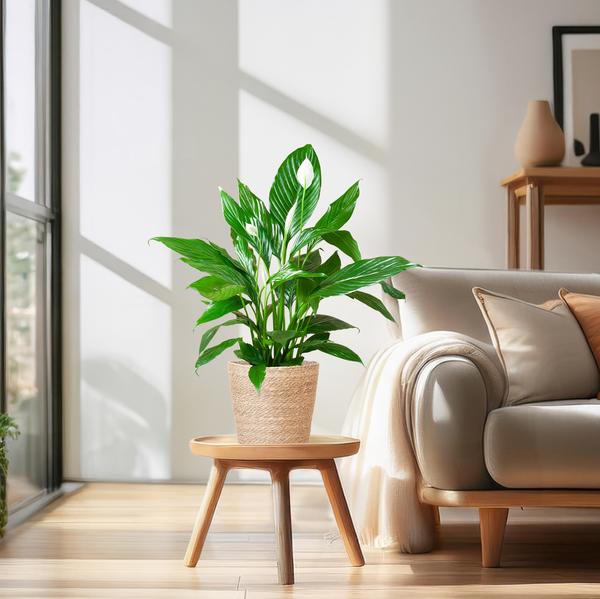 Spathiphyllum with Basket Sofia natural - 80cm - Ø21