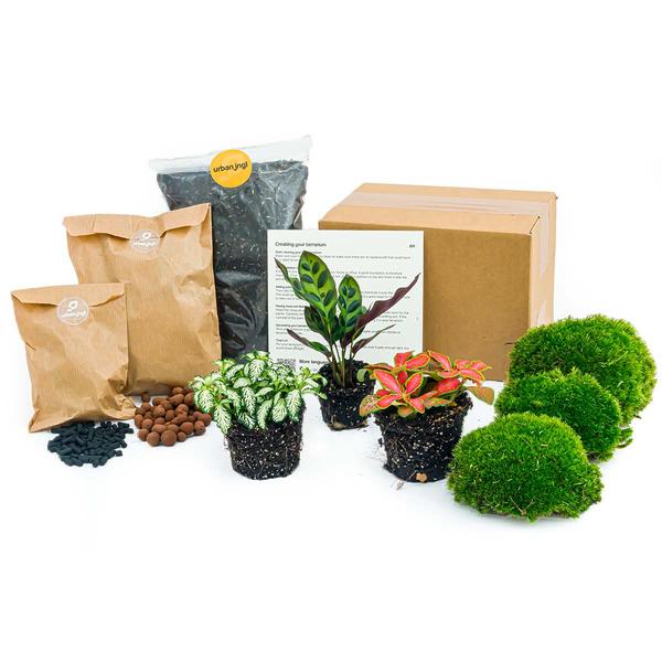 Pacchetto terrario con piante Calathea Lancifolia - Pacchetto di ricarica e avvio - Fai da te