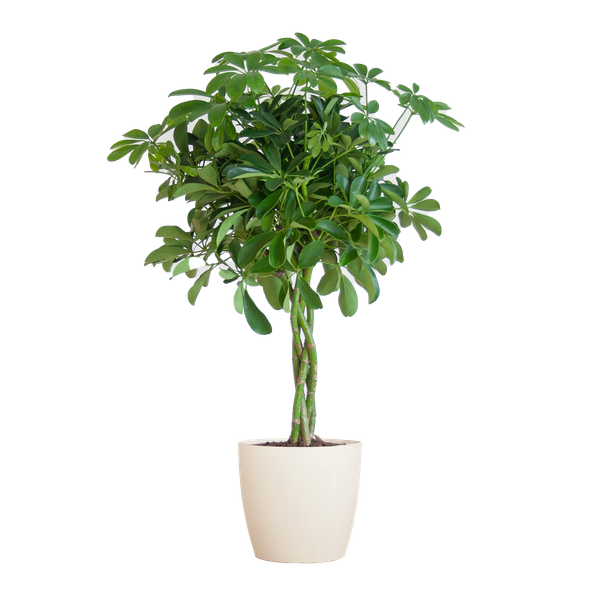Schefflera Araba Nora con Viber bianco - 70cm - Ø21