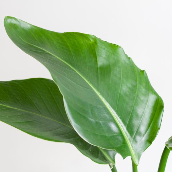 Strelitzia Nicolai with Lisbon basket white - 80cm - Ø19