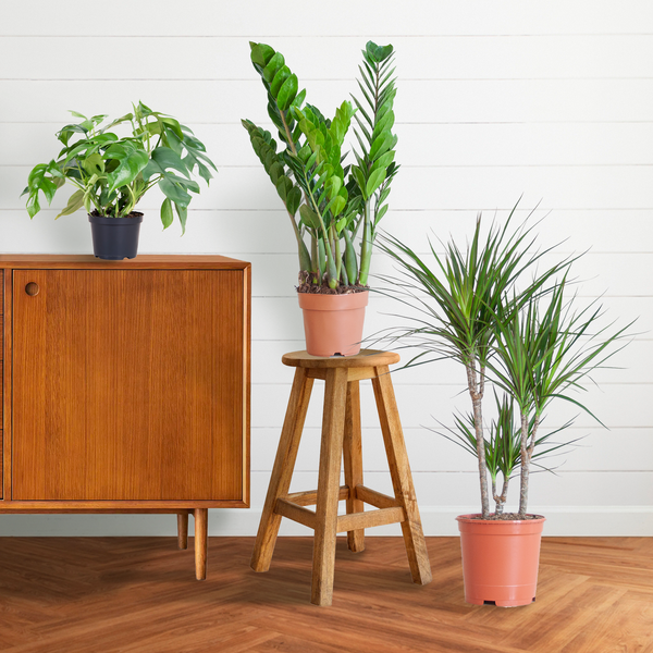 Shadow Plant Box - medium - without decorative pot