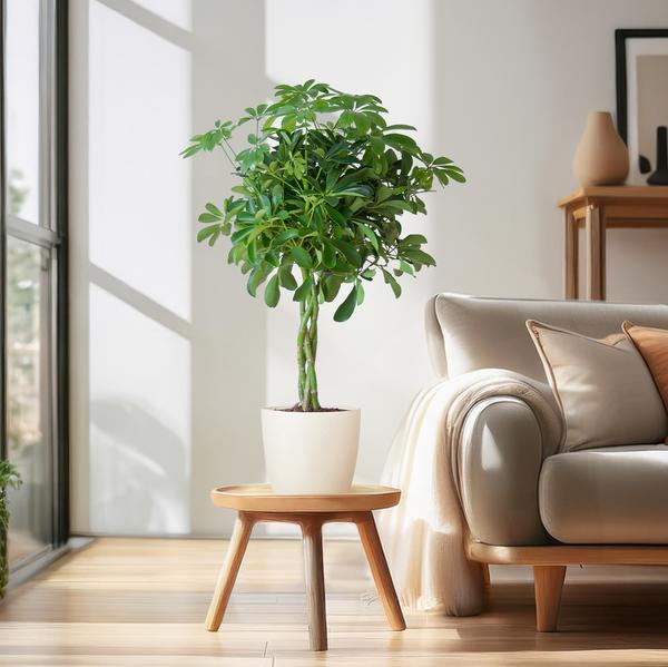 Schefflera Araba Nora con Viber bianco - 70cm - Ø21