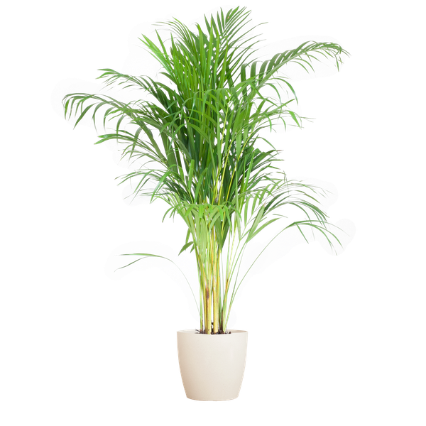 Palma Areca (Dypsis) con Viber bianco - 100cm - Ø21