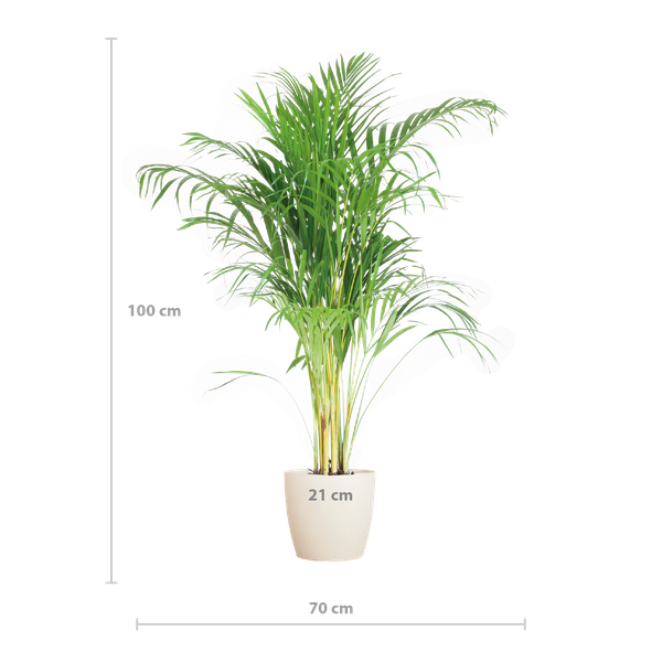 Palma Areca (Dypsis) con Viber bianco - 100cm - Ø21