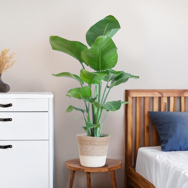 Strelitzia Nicolai with Lisbon basket white - 80cm - Ø19