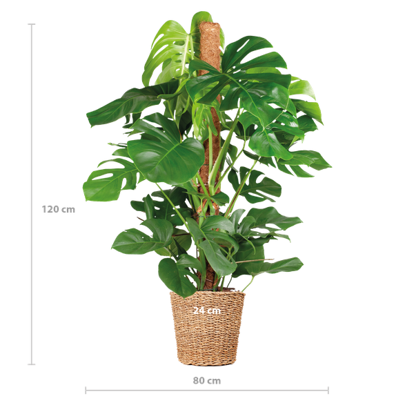 Monstera Deliciosa XL con cestino Torun - 120cm - Ø24