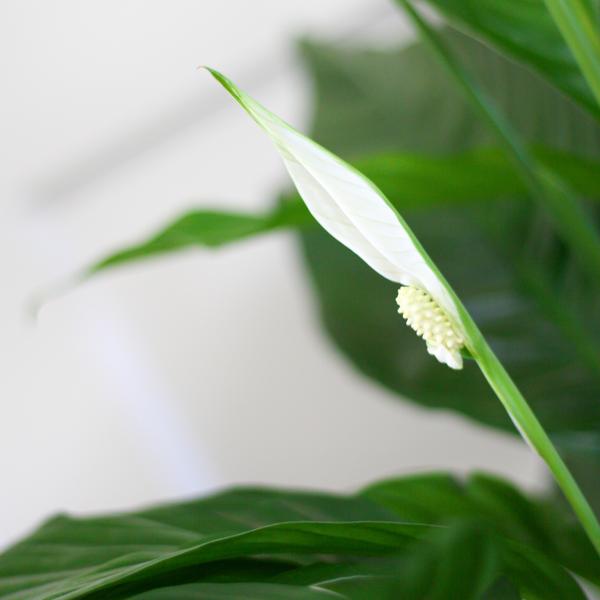 Spathiphyllum with Basket Sofia natural - 80cm - Ø21