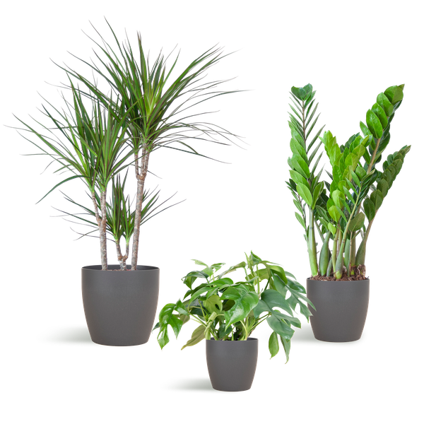 Shade Plant box - media - con vaso vibers grigio