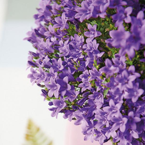 Campanula Addenda Ambella Viola intenso - Scatola da balcone bianca con vaso campanula da 3 pezzi misura 12 cm - Incl. IVA. sistema pensile - Campanula viola - piante perenni - piante da giardino