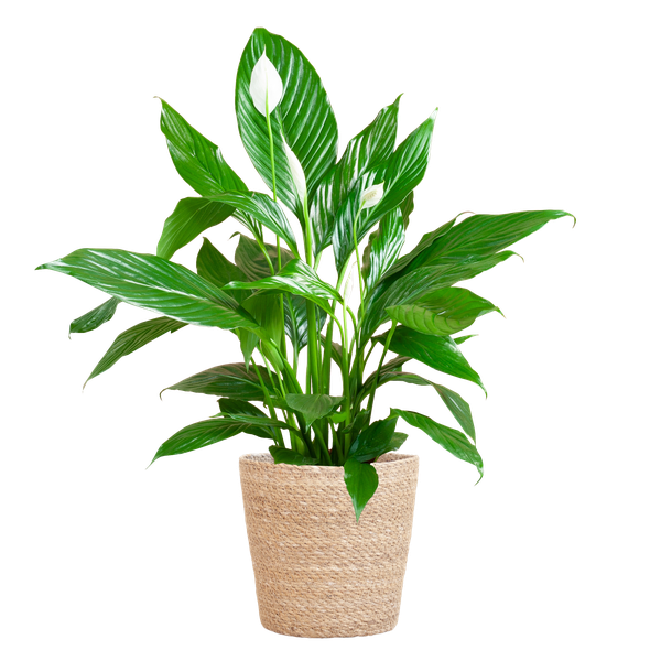 Spathiphyllum with Basket Sofia natural - 80cm - Ø21