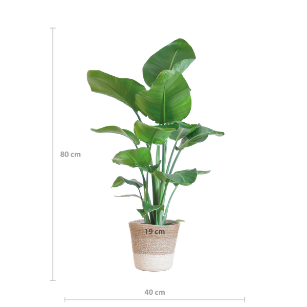 Strelitzia Nicolai with Lisbon basket white - 80cm - Ø19