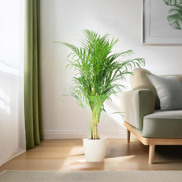 Palma Areca (Dypsis) con Viber bianco - 100cm - Ø21