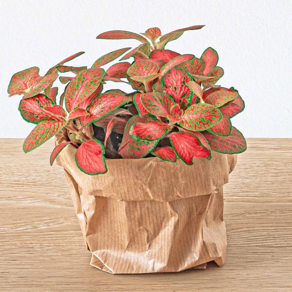 Pacchetto terrario con piante Calathea Lancifolia - Pacchetto di ricarica e avvio - Fai da te