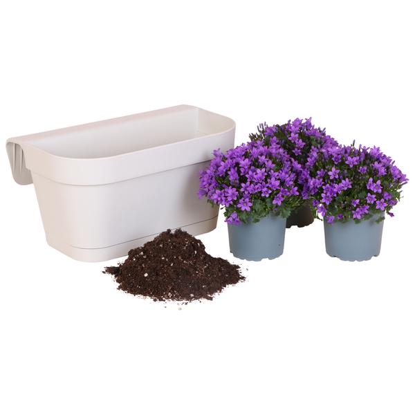 Campanula Addenda Ambella Viola intenso - Scatola da balcone bianca con vaso campanula da 3 pezzi misura 12 cm - Incl. IVA. sistema pensile - Campanula viola - piante perenni - piante da giardino