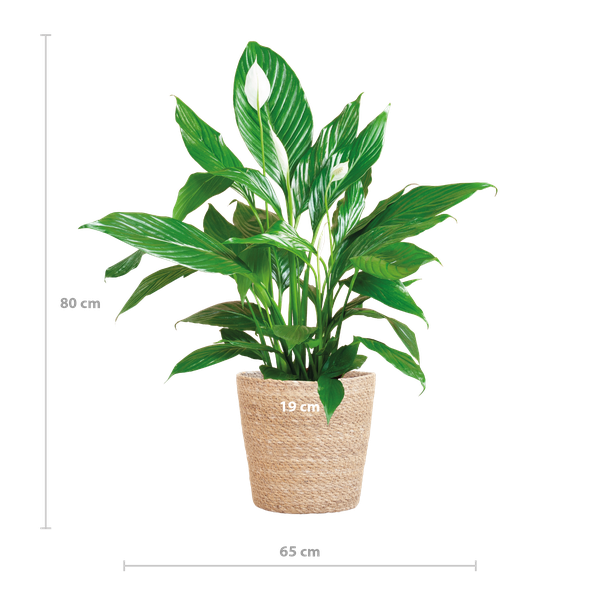 Spathiphyllum with Basket Sofia natural - 80cm - Ø21