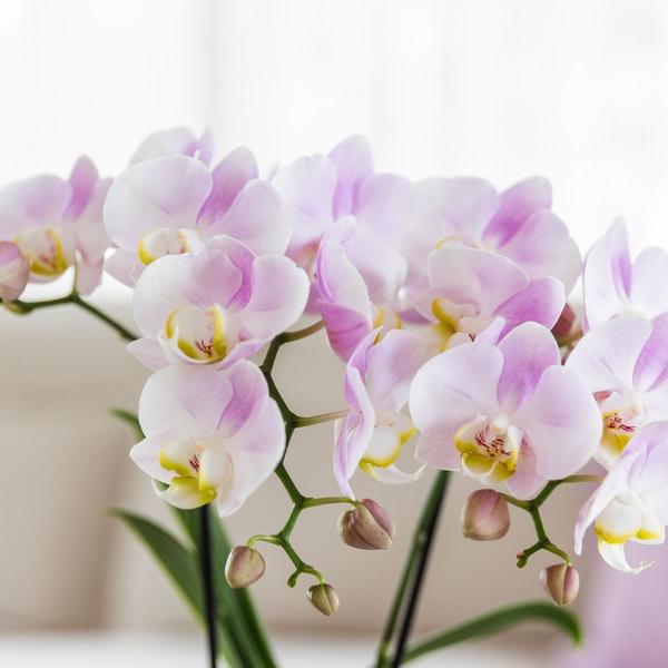 Kolibri Company | Plant set Valentine 'Candy' | Pink Phalaenopsis Orchid Portugal and Succulent incl. ceramic decorative pots