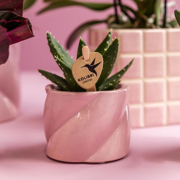 Kolibri Company | Plant set Valentine 'Candy' | Pink Phalaenopsis Orchid Portugal and Succulent incl. ceramic decorative pots