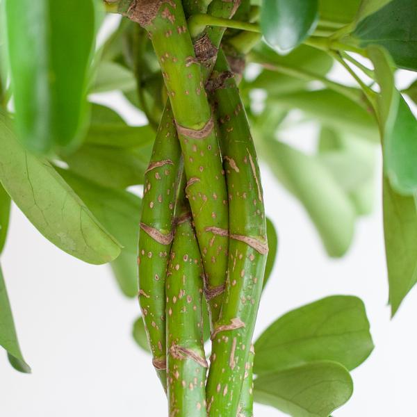 Schefflera Araba Nora con Viber bianco - 70cm - Ø21