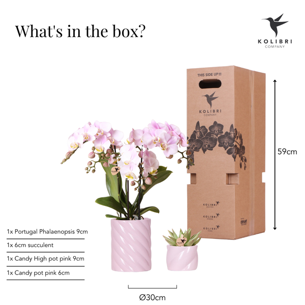 Kolibri Company | Plant set Valentine 'Candy' | Pink Phalaenopsis Orchid Portugal and Succulent incl. ceramic decorative pots