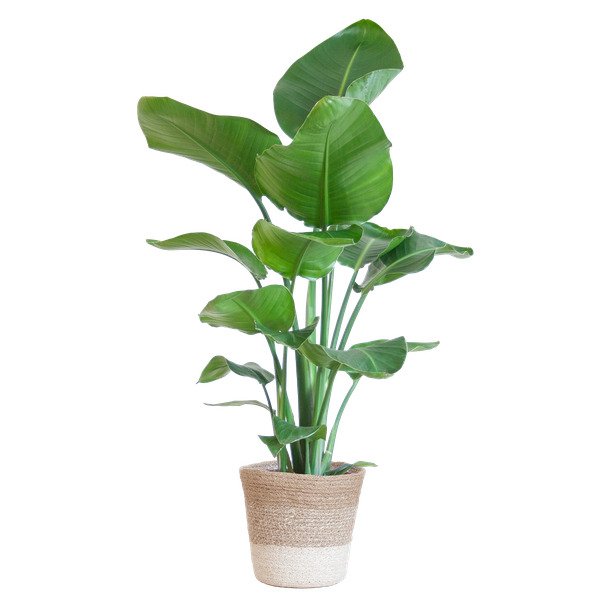 Strelitzia Nicolai with Lisbon basket white - 80cm - Ø19