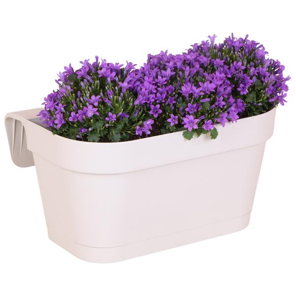 Campanula Addenda Ambella Viola intenso - Scatola da balcone bianca con vaso campanula da 3 pezzi misura 12 cm - Incl. IVA. sistema pensile - Campanula viola - piante perenni - piante da giardino