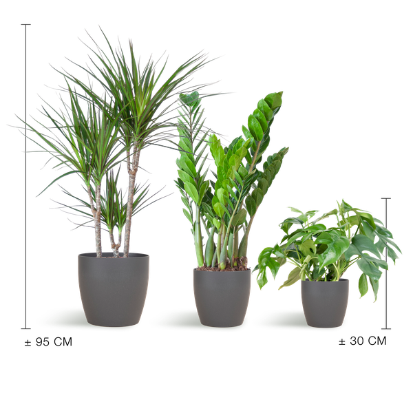 Shade Plant box - media - con vaso vibers grigio