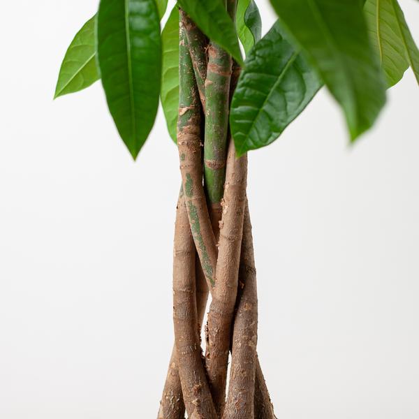 Pachira Aquatica con cestino Lisbona nero - 80cm - Ø21