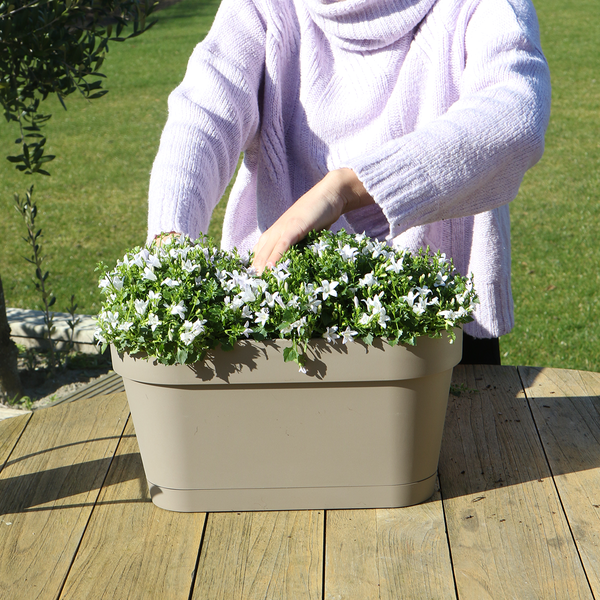 Campanula Addenda Ambella Viola intenso - Scatola da balcone bianca con vaso campanula da 3 pezzi misura 12 cm - Incl. IVA. sistema pensile - Campanula viola - piante perenni - piante da giardino
