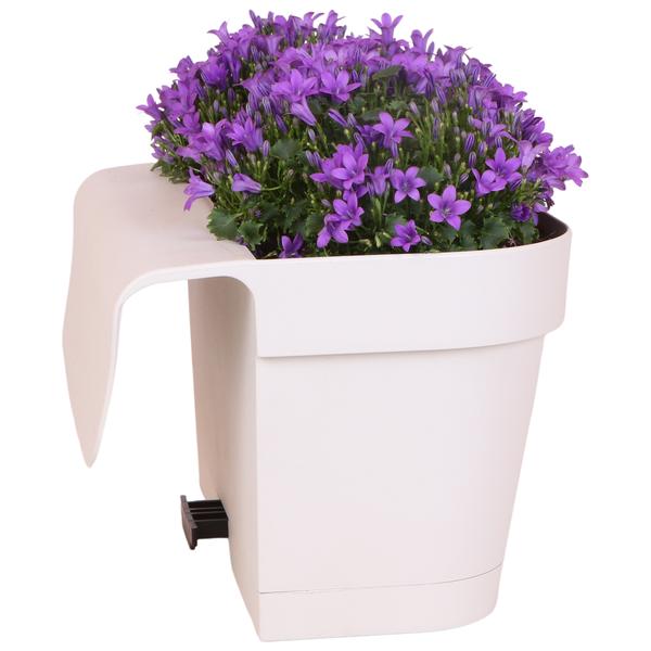 Campanula Addenda Ambella Viola intenso - Scatola da balcone bianca con vaso campanula da 3 pezzi misura 12 cm - Incl. IVA. sistema pensile - Campanula viola - piante perenni - piante da giardino