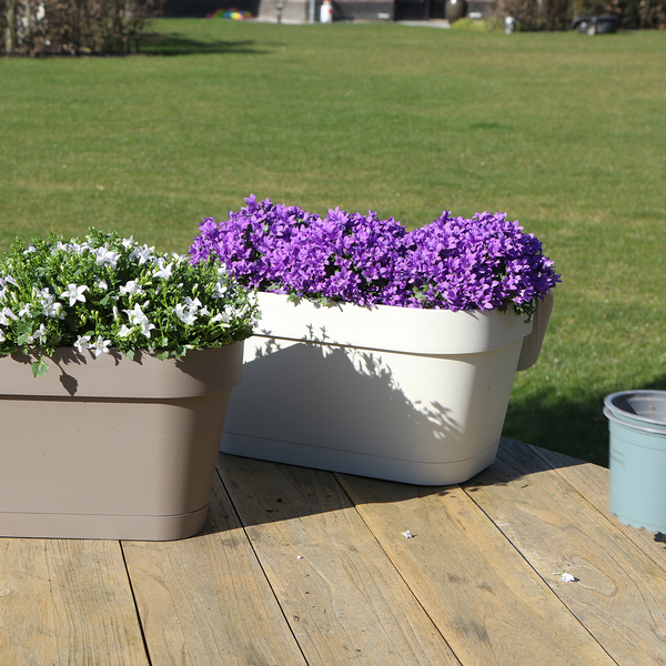 Campanula Addenda Ambella Viola intenso - Scatola da balcone bianca con vaso campanula da 3 pezzi misura 12 cm - Incl. IVA. sistema pensile - Campanula viola - piante perenni - piante da giardino