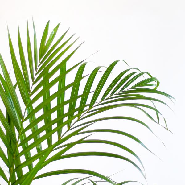 Palma Areca (Dypsis) con Viber bianco - 100cm - Ø21