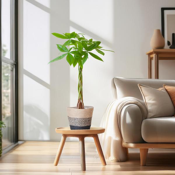 Pachira Aquatica con cestino Lisbona nero - 80cm - Ø21