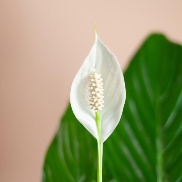 Spathiphyllum with Basket Sofia natural - 80cm - Ø21