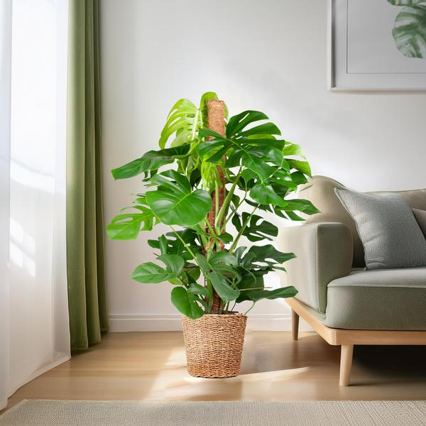 Monstera Deliciosa XL con cestino Torun - 120cm - Ø24