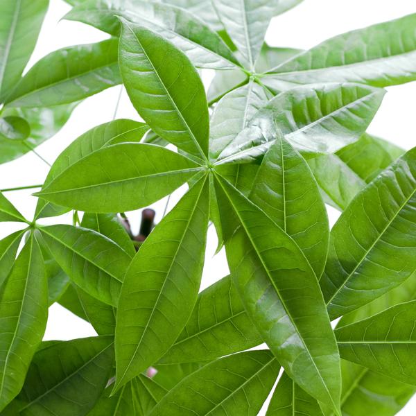 Pachira Aquatica con cestino Lisbona nero - 80cm - Ø21
