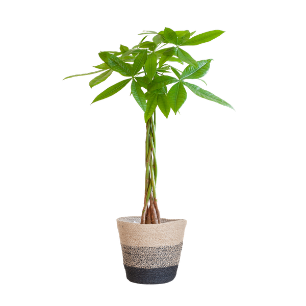 Pachira Aquatica con cestino Lisbona nero - 80cm - Ø21