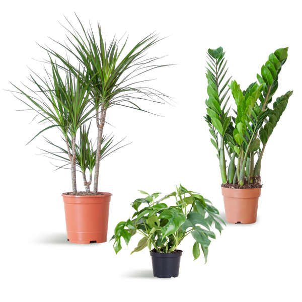 Shadow Plant Box - medium - without decorative pot