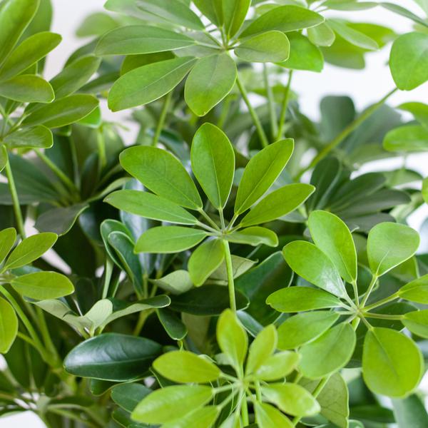 Schefflera Araba Nora con Viber bianco - 70cm - Ø21