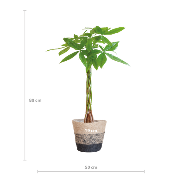 Pachira Aquatica con cestino Lisbona nero - 80cm - Ø21
