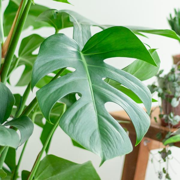 Monstera Deliciosa XL con cestino Torun - 120cm - Ø24