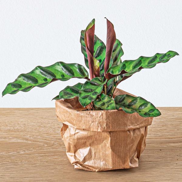 Pacchetto terrario con piante Calathea Lancifolia - Pacchetto di ricarica e avvio - Fai da te