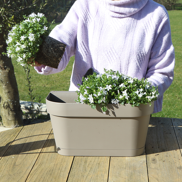 Campanula Addenda Ambella Viola intenso - Scatola da balcone bianca con vaso campanula da 3 pezzi misura 12 cm - Incl. IVA. sistema pensile - Campanula viola - piante perenni - piante da giardino