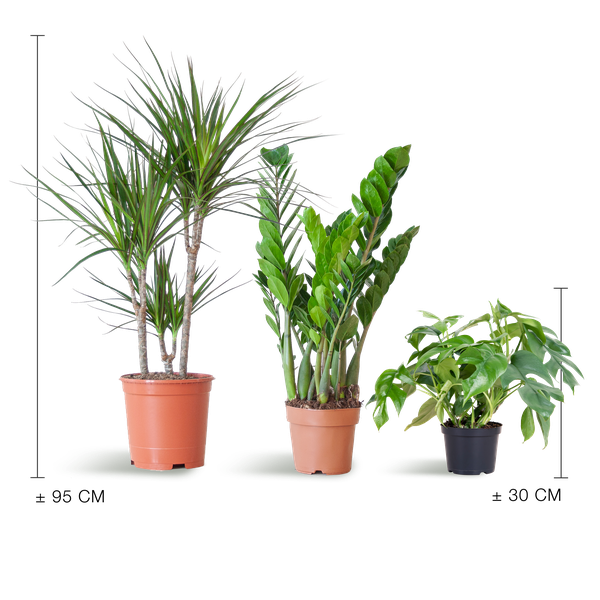 Shadow Plant Box - medium - without decorative pot