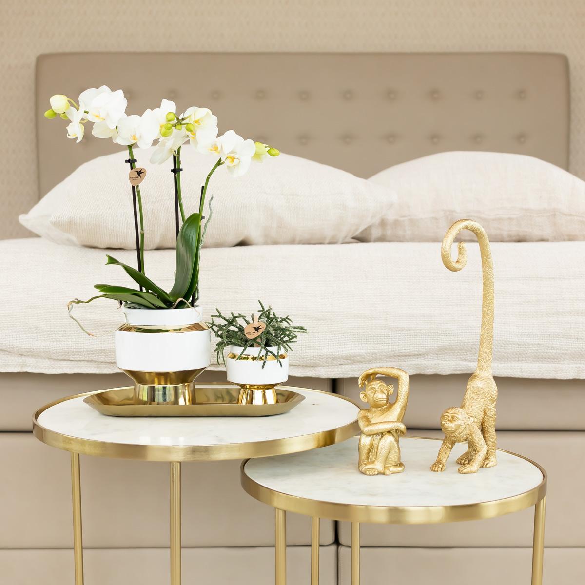Hummingbird Orchids | White Phalaenopsis orchid – Amabilis + Le Chic ornamental pot gold – pot size Ø9cm – 40cm high | flowering houseplant in flowerpot - fresh from the grower