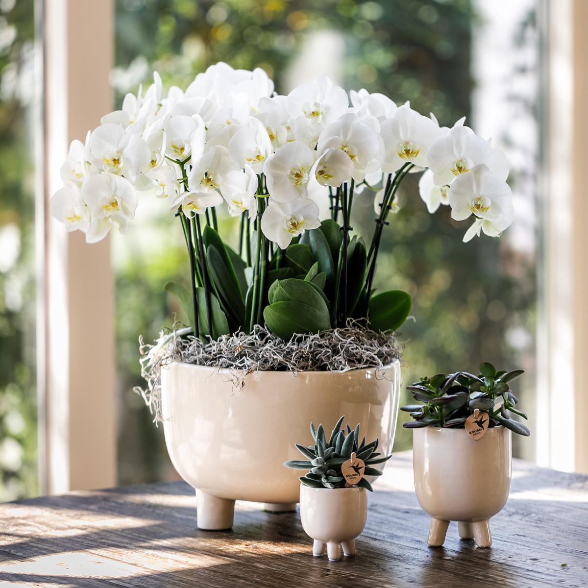 Kolibri Orchids | Red Phalaenopsis orchid – Congo + Gummy pot travertine – pot size Ø9cm – 40cm high | flowering houseplant in flower pot - fresh from the grower