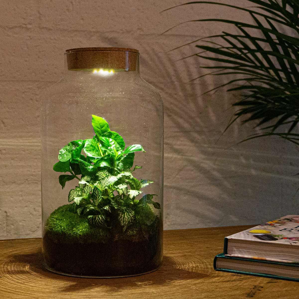 DIY terrarium - Milky Coffea with lamp - ↕ 31 cm - Rake + Shovel