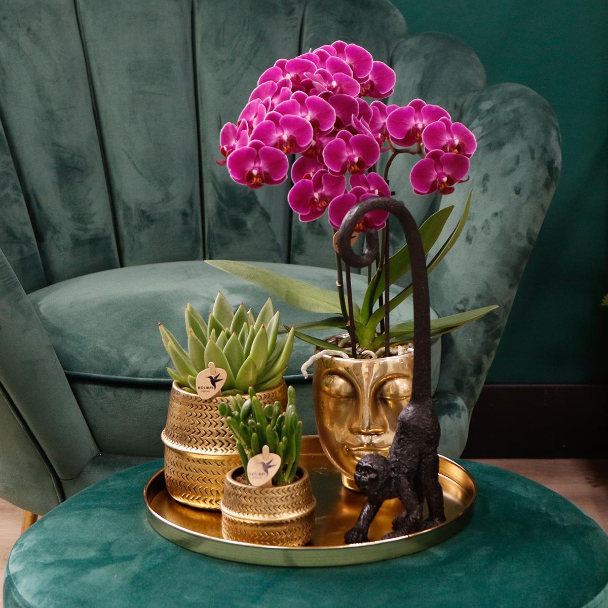 Hummingbird Orchids | COMBI DEAL of 4 purple phalaenopsis orchids - Morelia - pot size Ø9cm | flowering houseplant - fresh from the grower