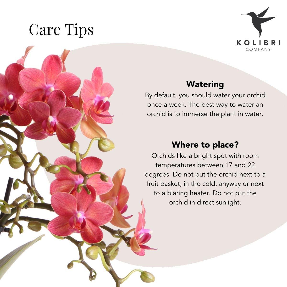 Kolibri Orchids | Red Phalaenopsis orchid – Congo + Gummy pot travertine – pot size Ø9cm – 40cm high | flowering houseplant in flower pot - fresh from the grower